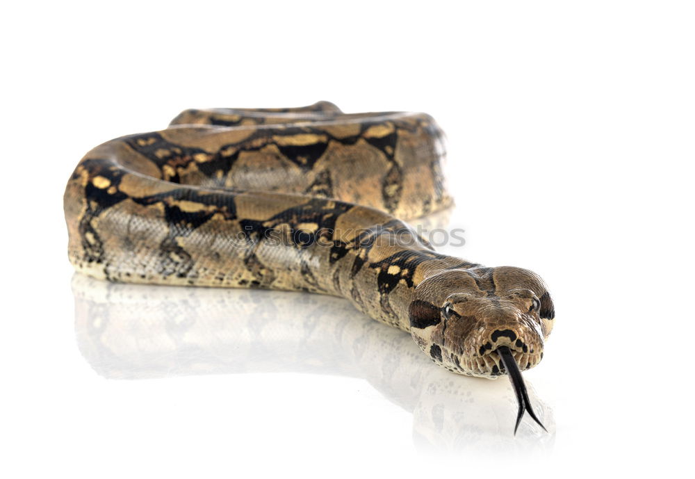 Similar – Image, Stock Photo venomous juvenile Vipera ursinii rakosiensis preparing to strike