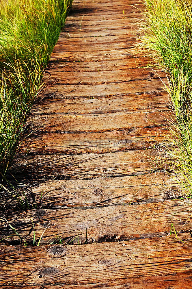 Similar – Image, Stock Photo 0008 Autumn Minimal Bench