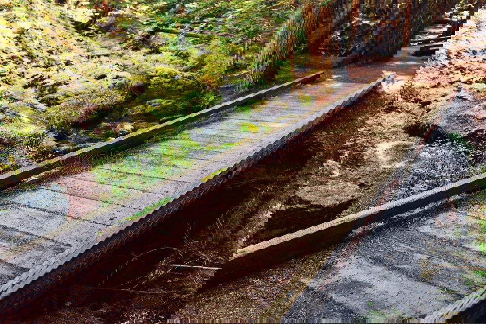 Similar – Image, Stock Photo Path in green woods Forest