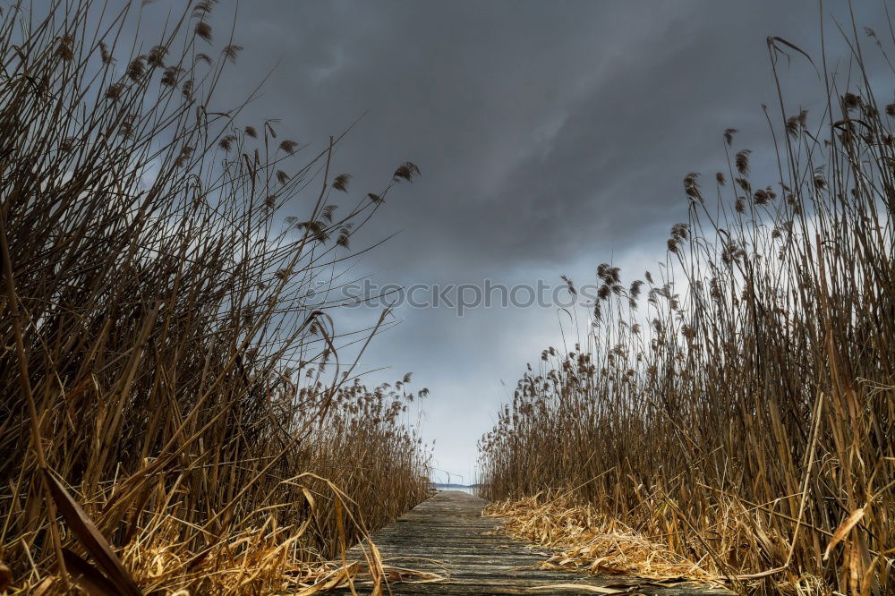 Similar – Image, Stock Photo ::: Holzweg :::