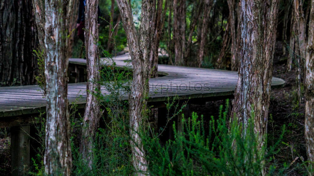 wood breakage Nature Plant