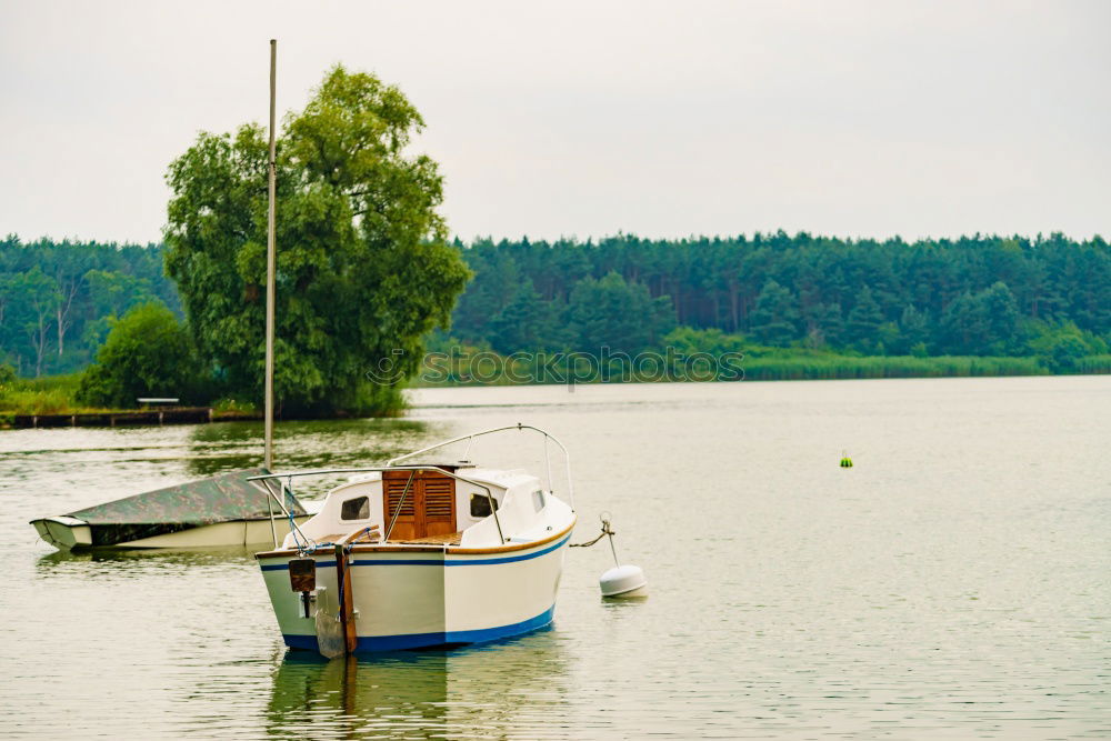 Similar – Mettnau Lake Common Reed