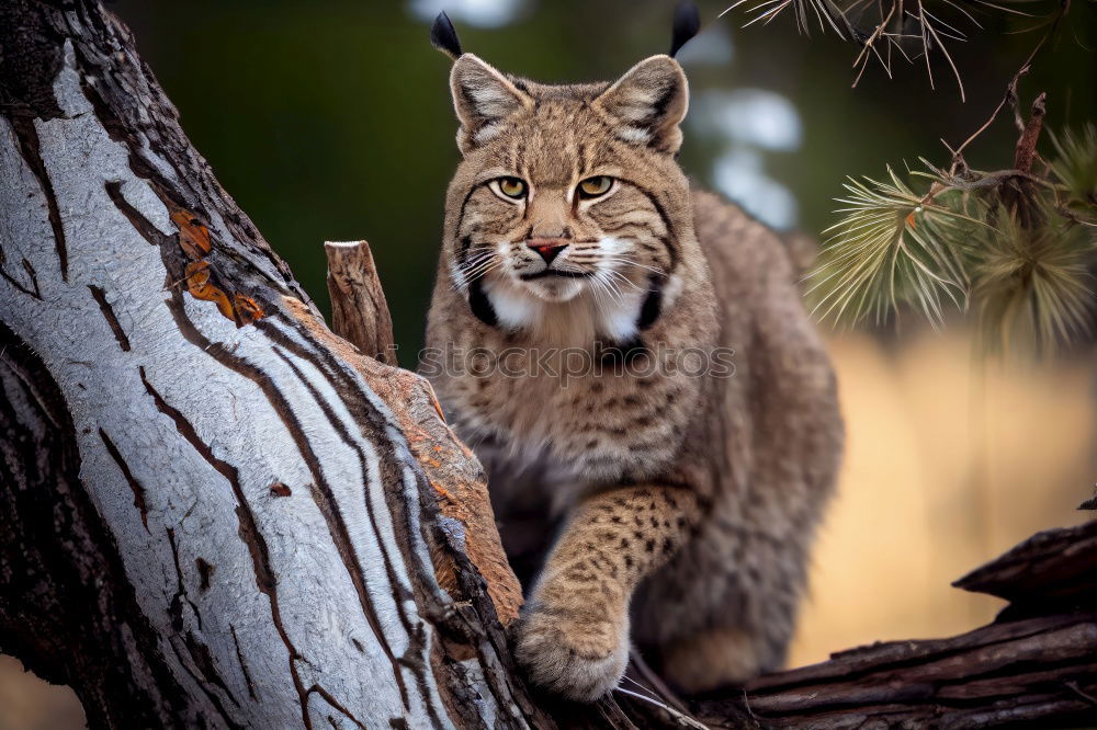 Similar – Lynx Lynx Animal face Pelt