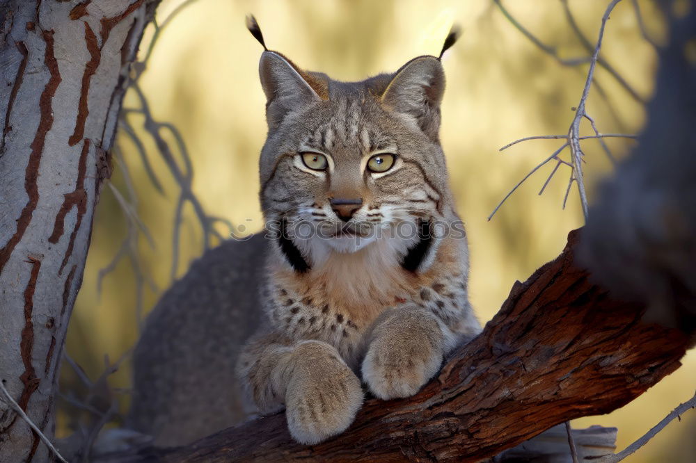 Lynx Lynx Animal face Pelt