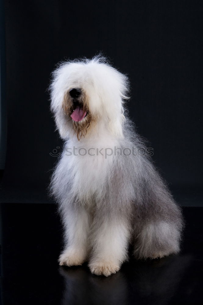 Similar – Image, Stock Photo bobtail Animal Pet Dog