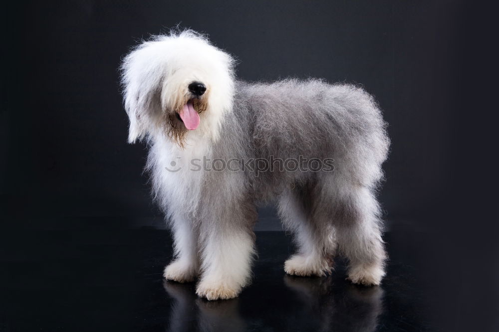 Similar – Image, Stock Photo bobtail Animal Pet Dog