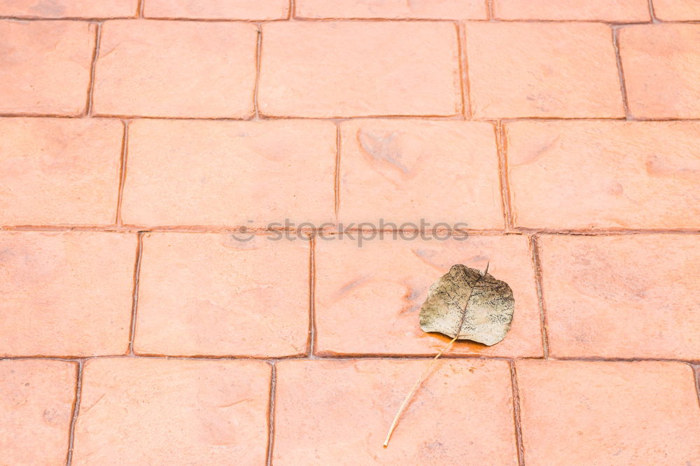 Similar – Image, Stock Photo small chequered leaf Room