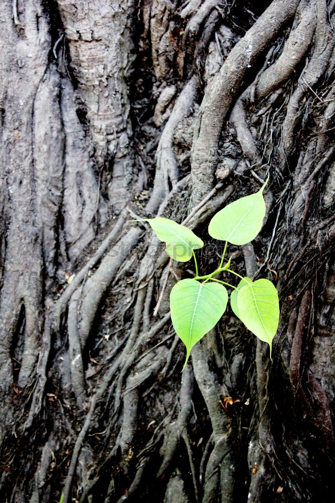 Similar – Image, Stock Photo frugality Elements Plant