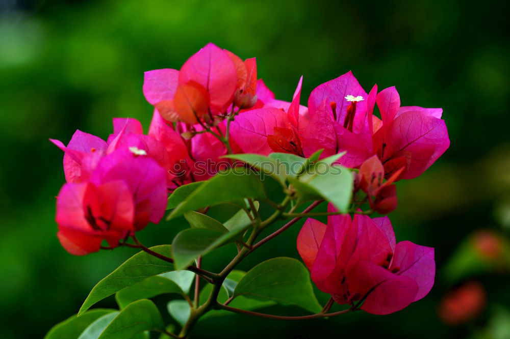 Similar – Foto Bild tränendens herz Blüte