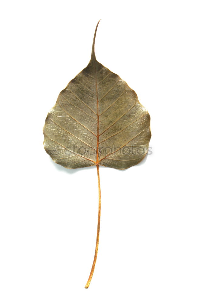 Similar – Image, Stock Photo herbarium Design Education