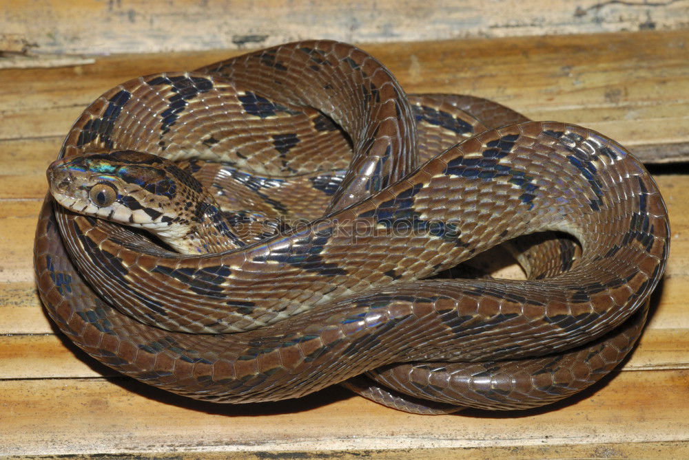 Similar – Image, Stock Photo meadow viper emerged from hibernation