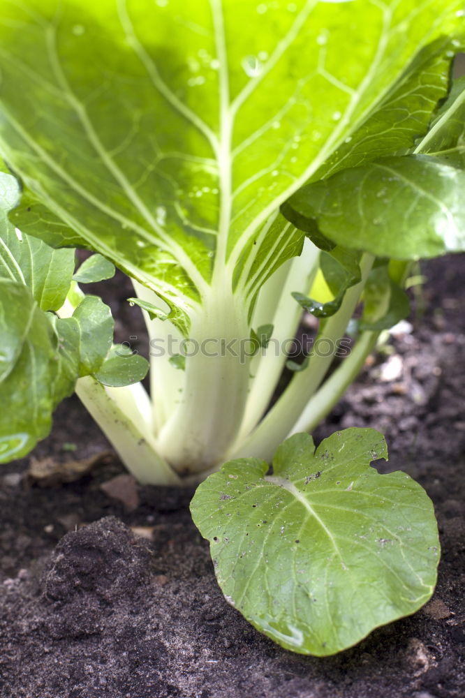 Similar – salad Lettuce