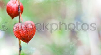 Similar – Image, Stock Photo Beautiful, gaudy meadow full of orange ball amaranth, in shallow depth of field. Romantic fuzzy flower meadow, with many round, poppy, spherical flowers. Flowering, summery, idyllic meadow flowers with green leaves, stems and bokeh.