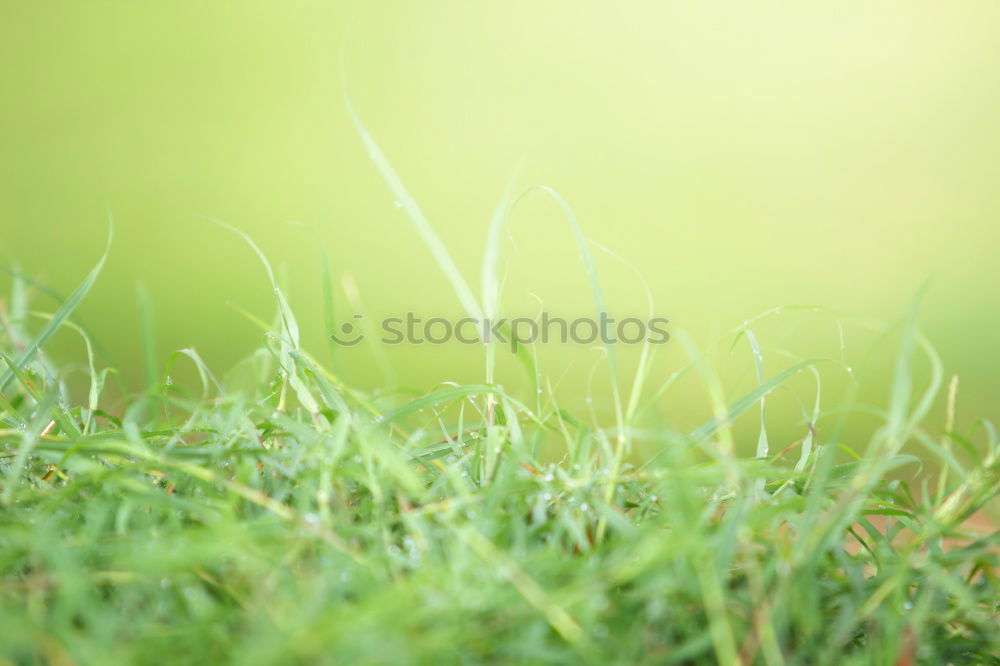 Similar – Image, Stock Photo green Environment Nature