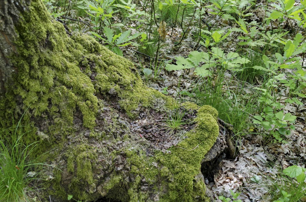 Similar – baumstumpf in der mala fatra