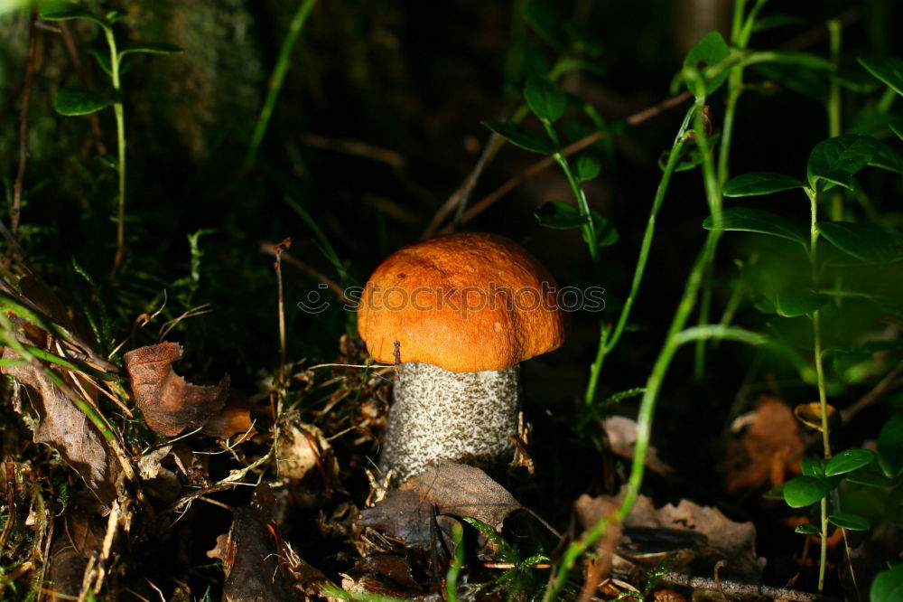 Similar – Toadstool hidden in grass