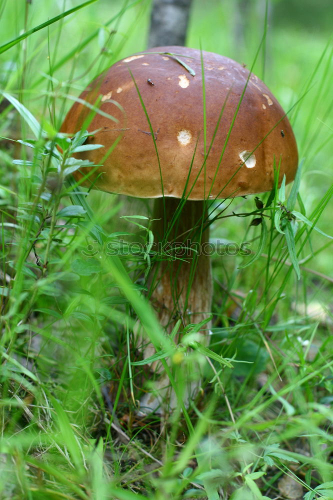 Similar – Fliegenpilz Umwelt Natur