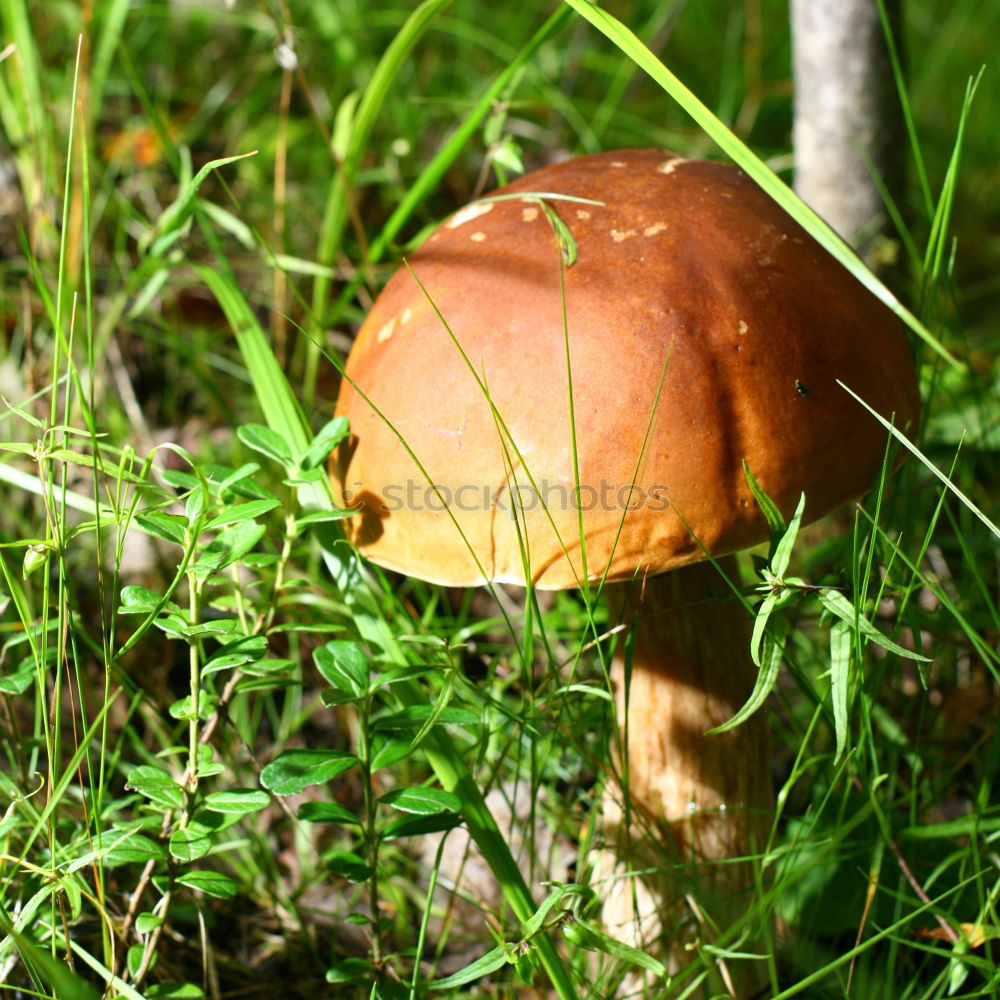 Similar – Toadstool hidden in grass