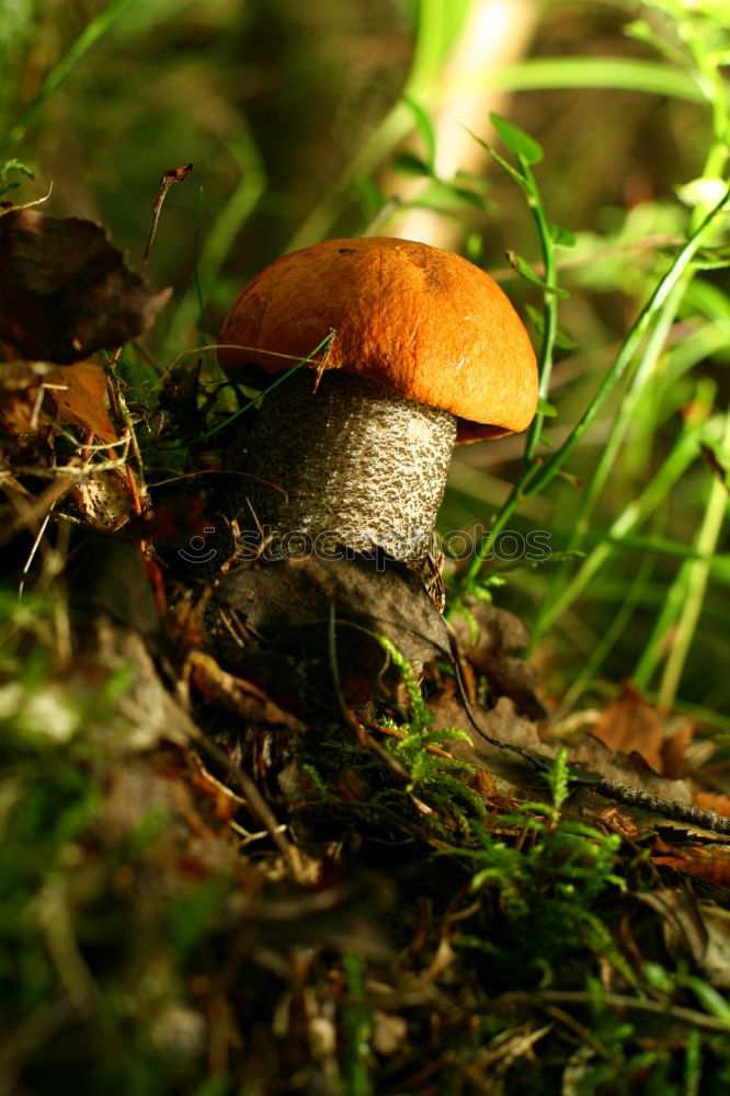 Similar – Image, Stock Photo Cheer up Lonely Mushroom! | Be Awesome.