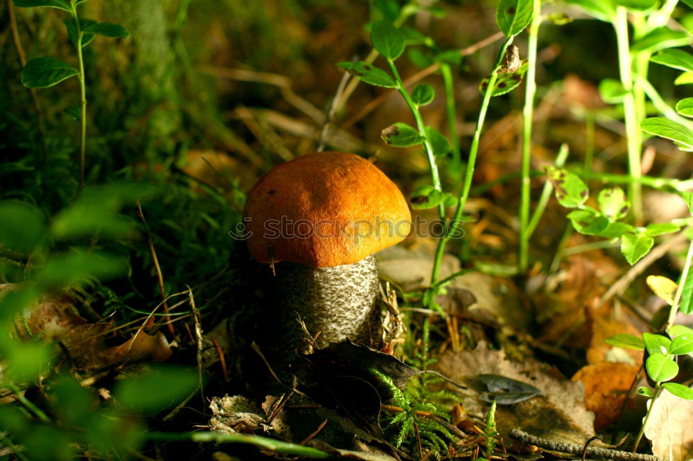 Similar – Toadstool hidden in grass