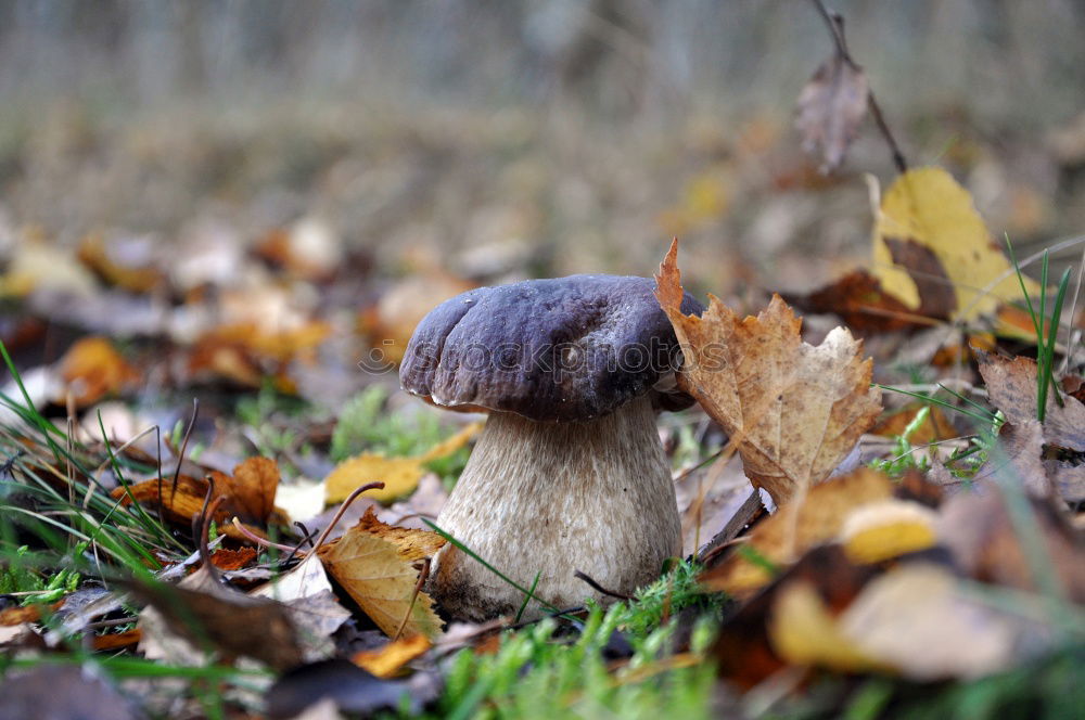 Similar – Ein Riesenschirmling auf der Wiese aus der Froschperspektive