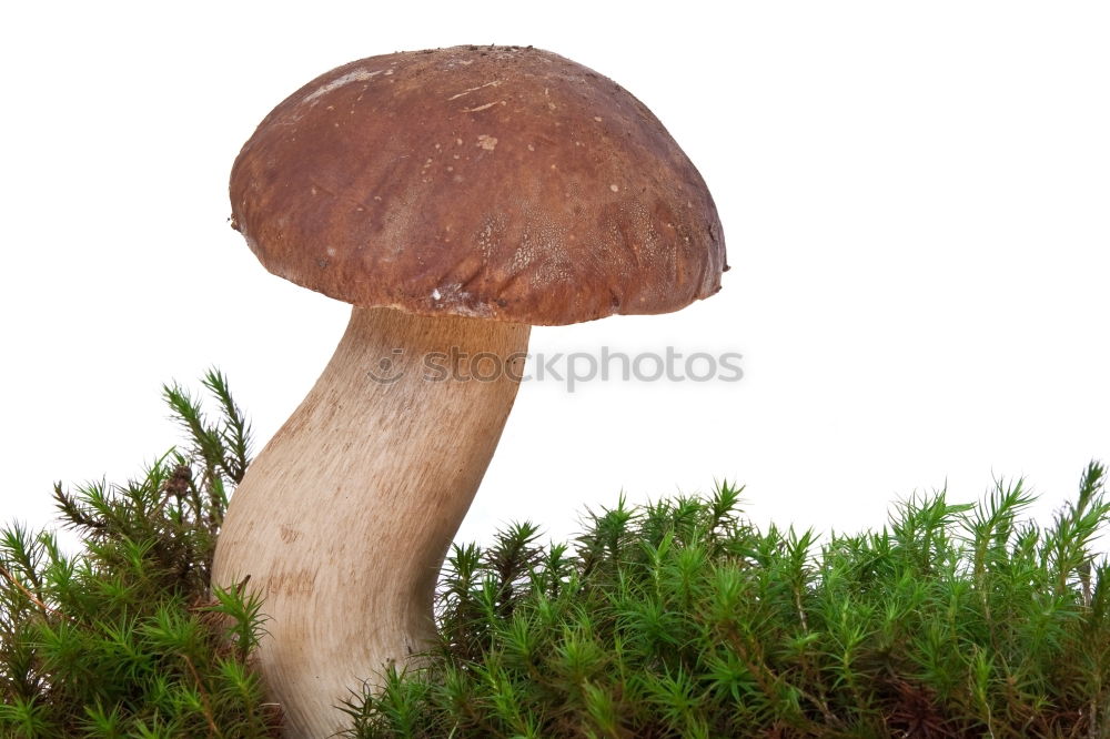 Similar – Image, Stock Photo mushroom season Life Plant