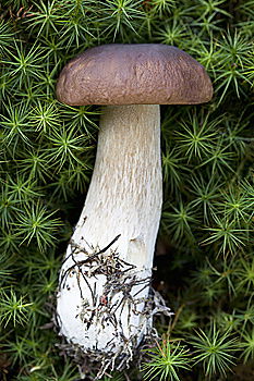 Similar – tree mushroom Tree