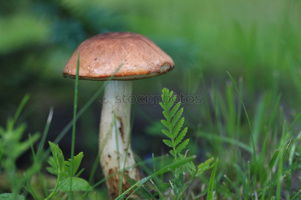 Fliegenpilz Umwelt Natur