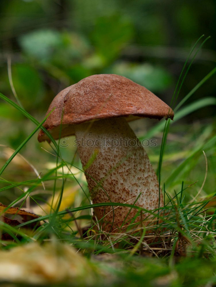 Similar – Image, Stock Photo Chestnut after the rain