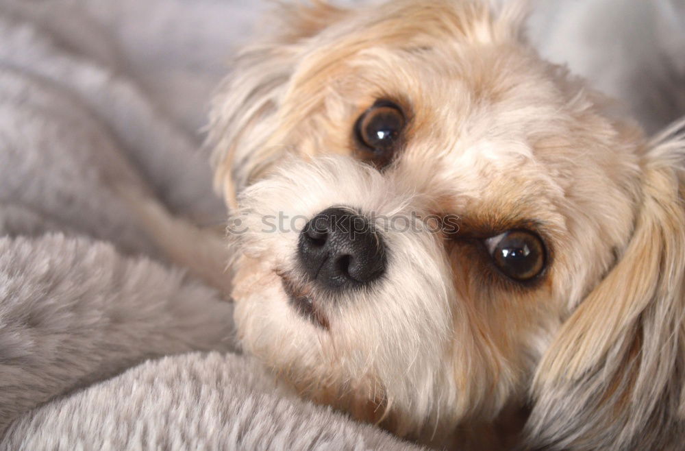 Lovely and funny cocker spaniel dog