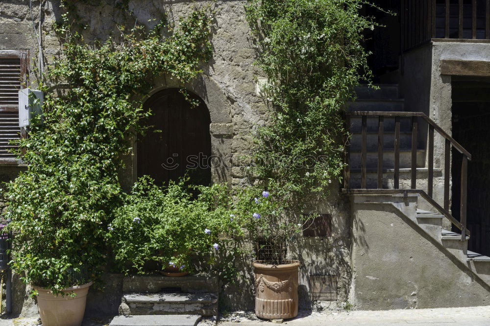 Similar – Image, Stock Photo Flowerto horses Village