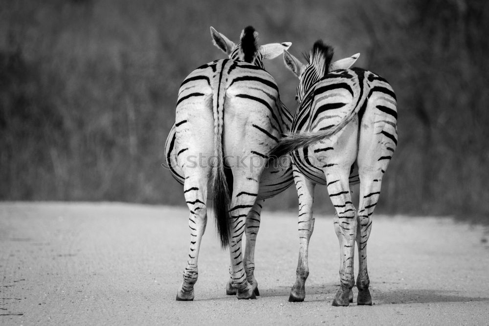 Similar – zebras Zebra In pairs