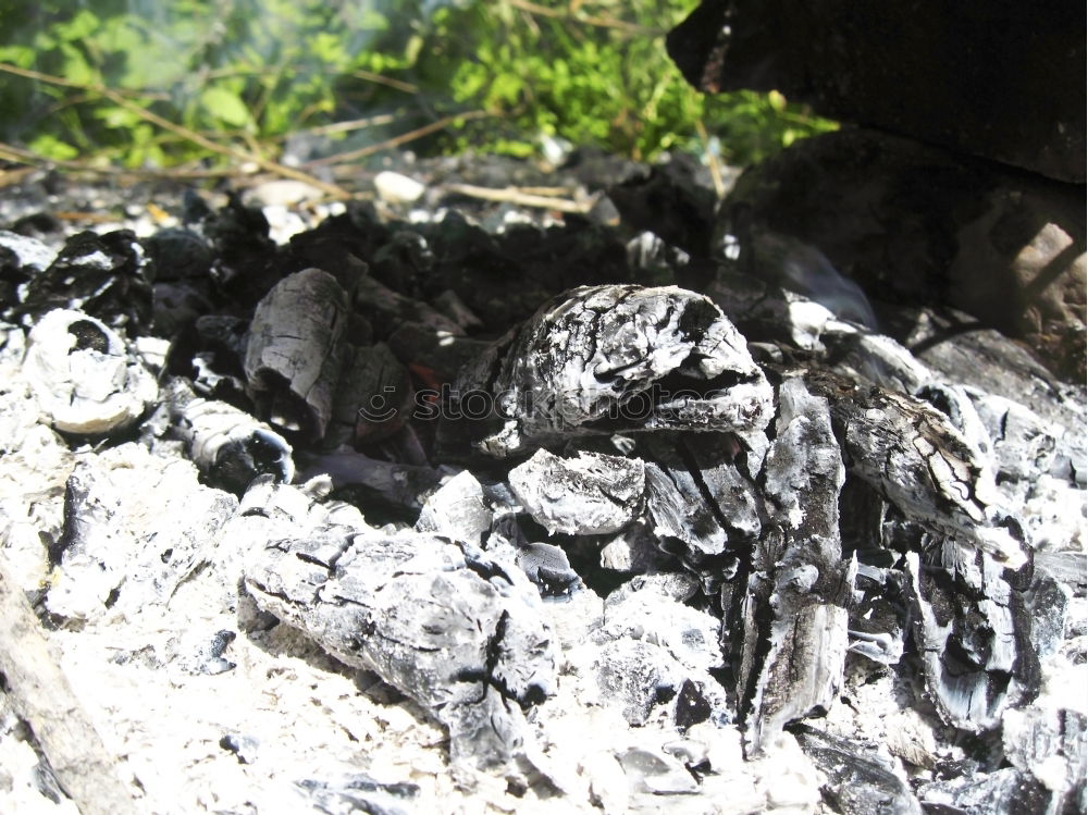 Similar – Image, Stock Photo barbecue coal Lunch Dinner