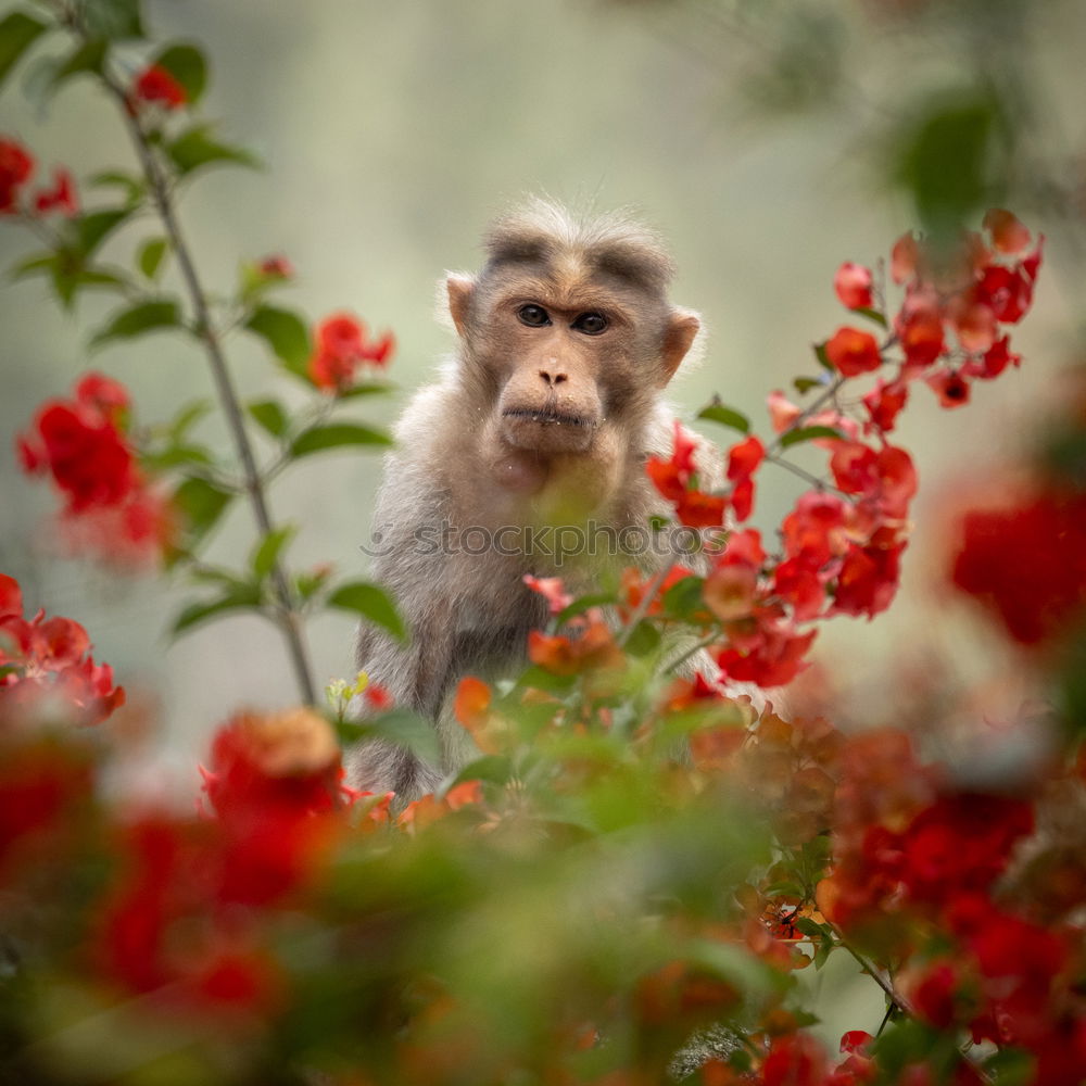 Similar – Baby monkey with little stick