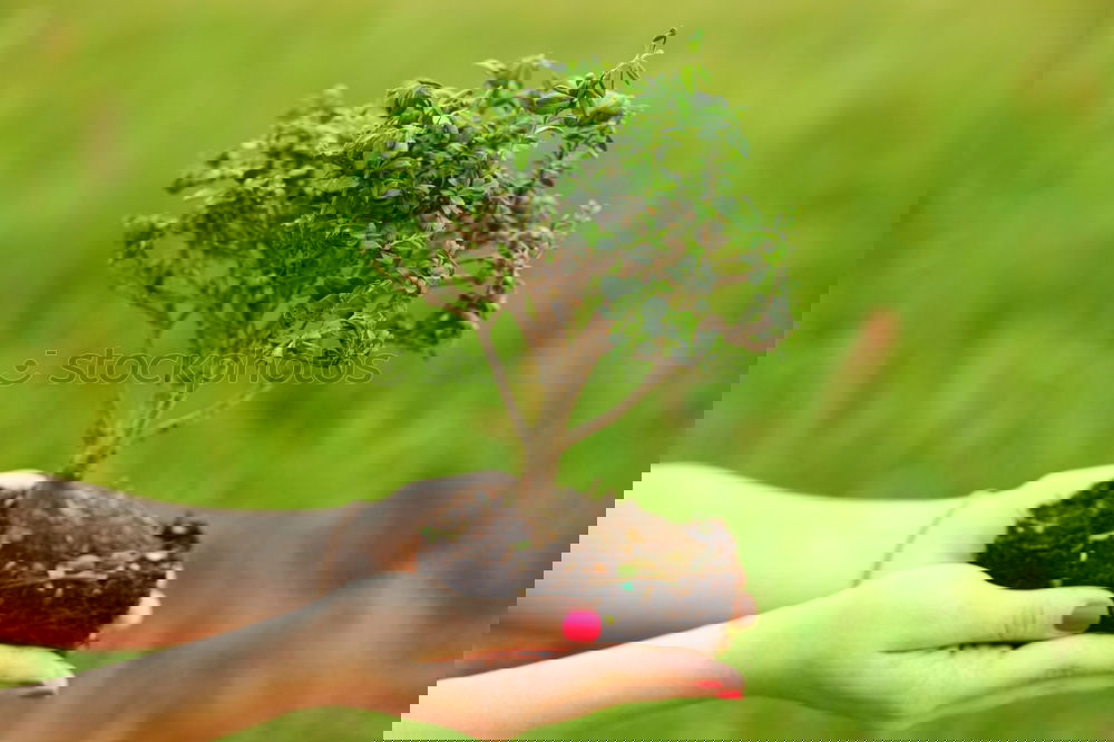 Similar – Foto Bild Moosgärtlein Handarbeit