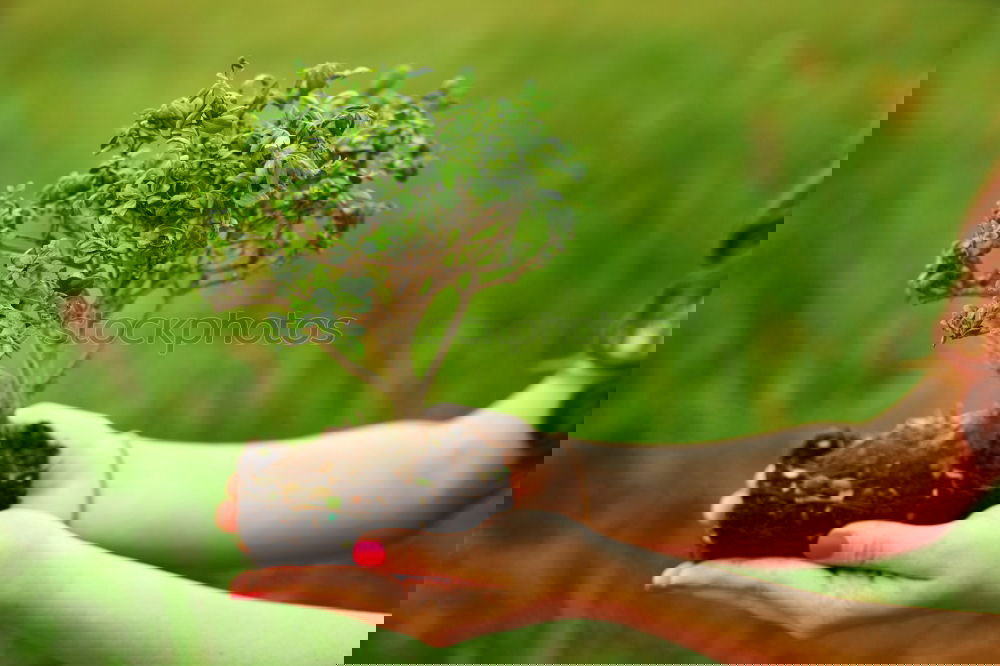 Similar – Foto Bild Moosgärtlein Handarbeit