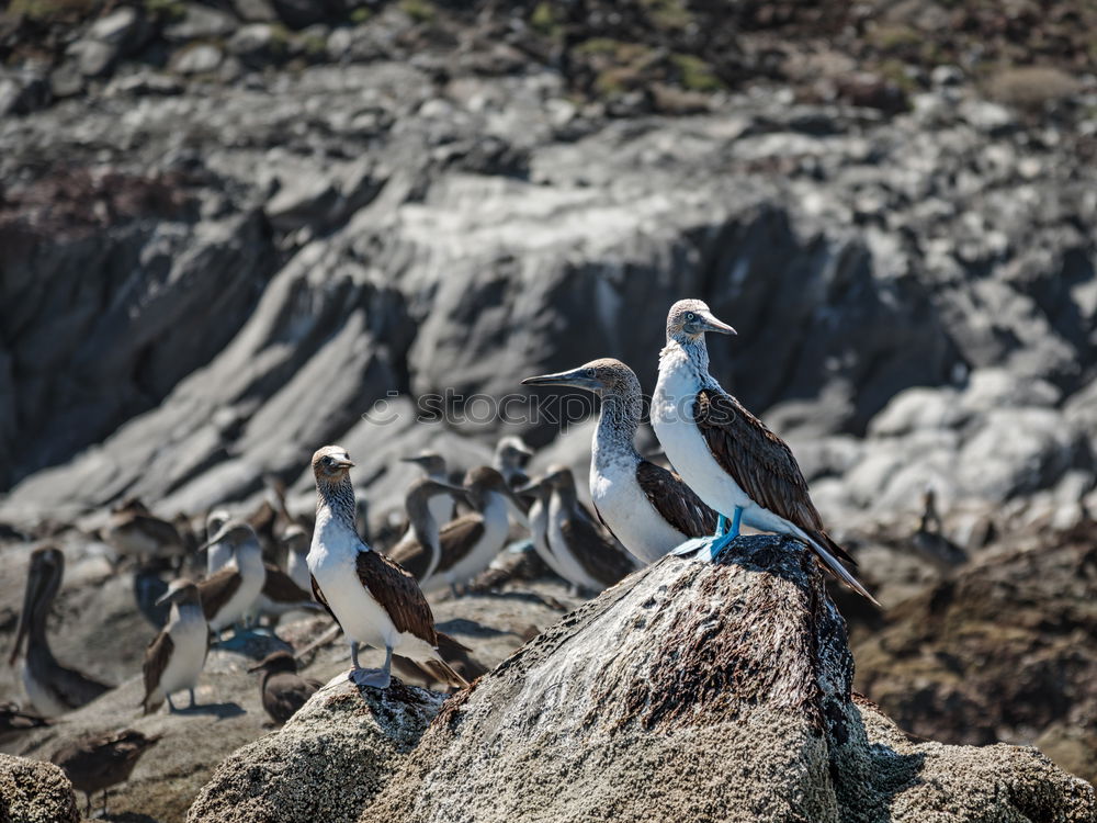 Similar – Image, Stock Photo Penguins Animal