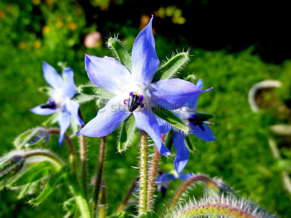 Similar – nigella damascena Plant