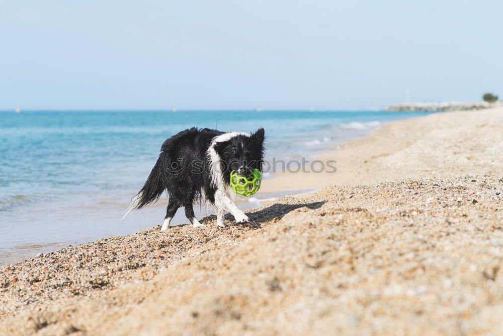 Similar – Dogs running near waving sea