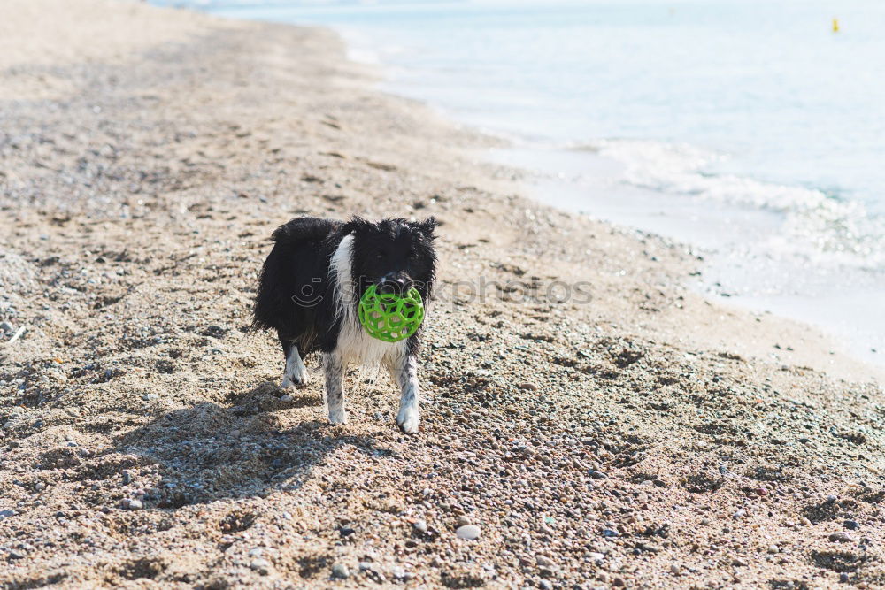 Similar – Dogs running near waving sea