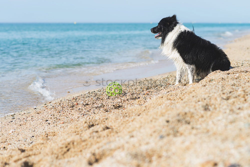 Similar – Dogs running near waving sea