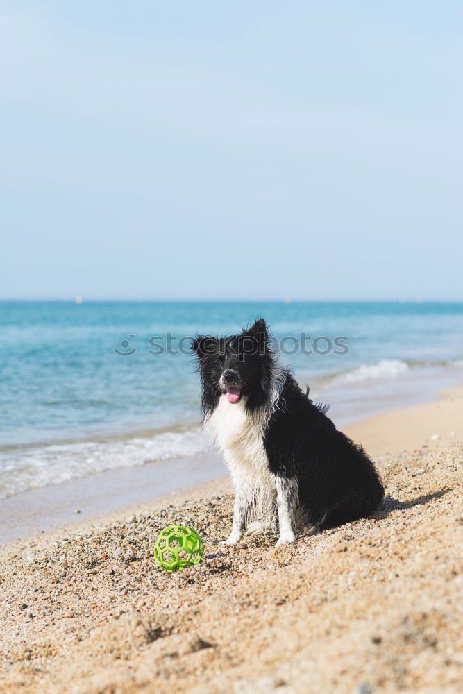 Similar – Funny dog on beach Dog