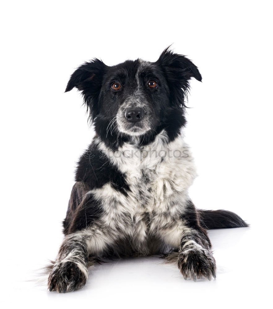 Similar – Hungry dog in front of an empty dog bowl