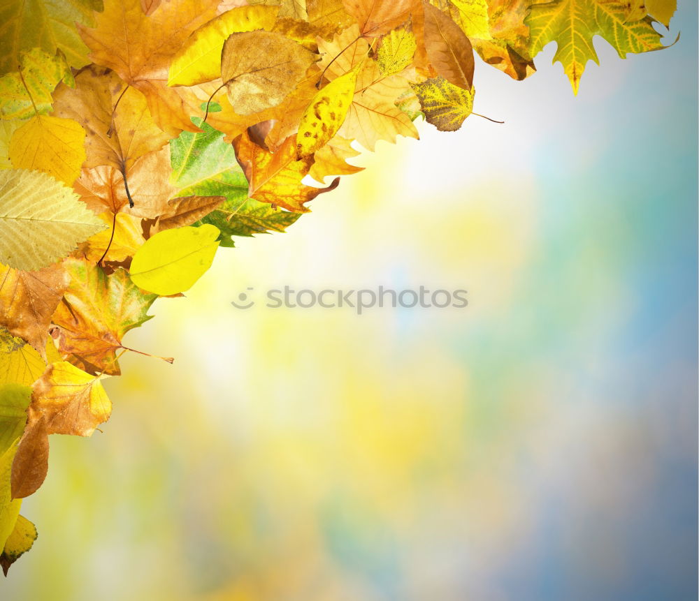 Similar – Rape blossoms over sun and sky background