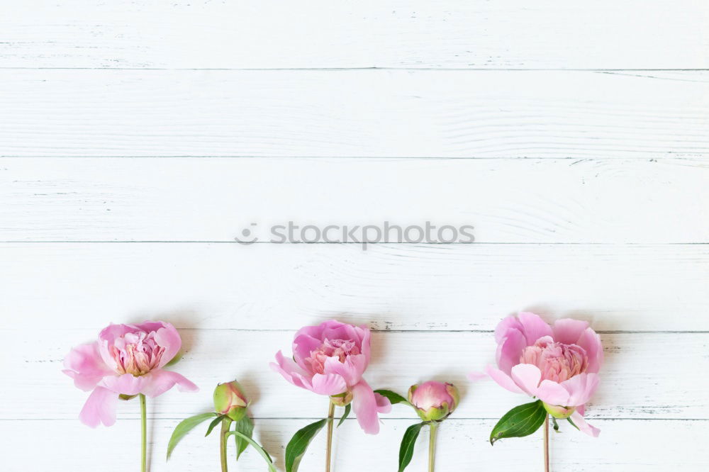 Similar – Image, Stock Photo Hyacinth on light wood background