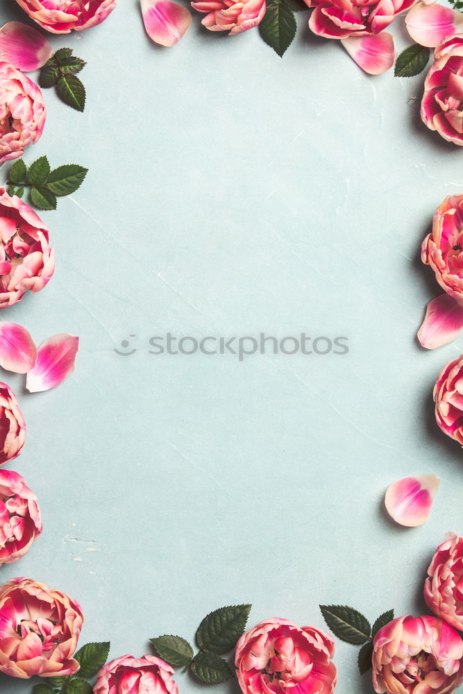 Similar – Image, Stock Photo Rose with petals on blue turquoise Shabby Chic background