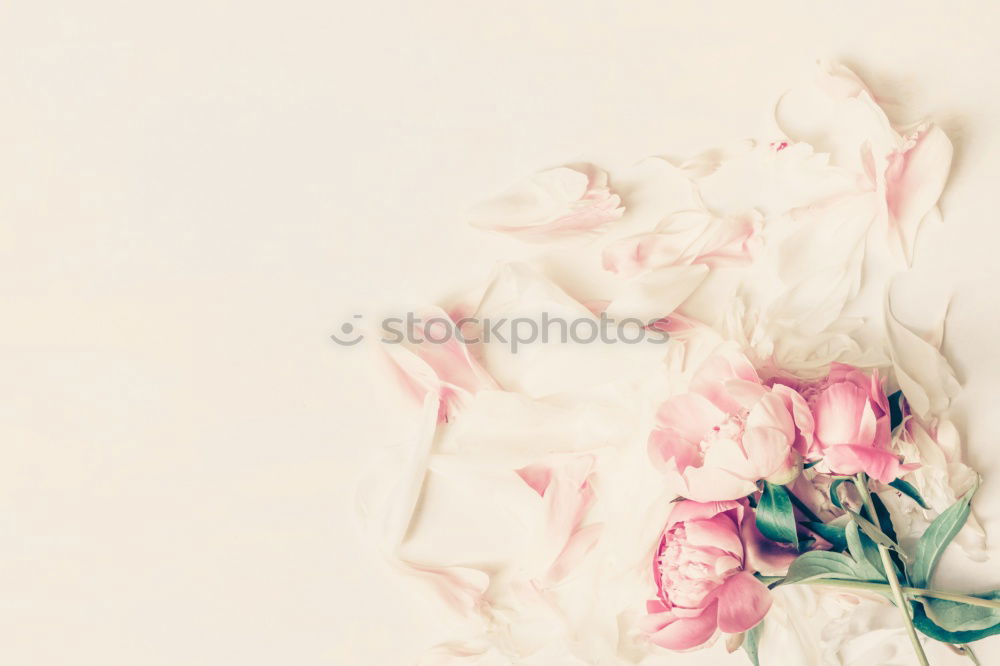 Similar – Empty greeting card with flowers and ribbon