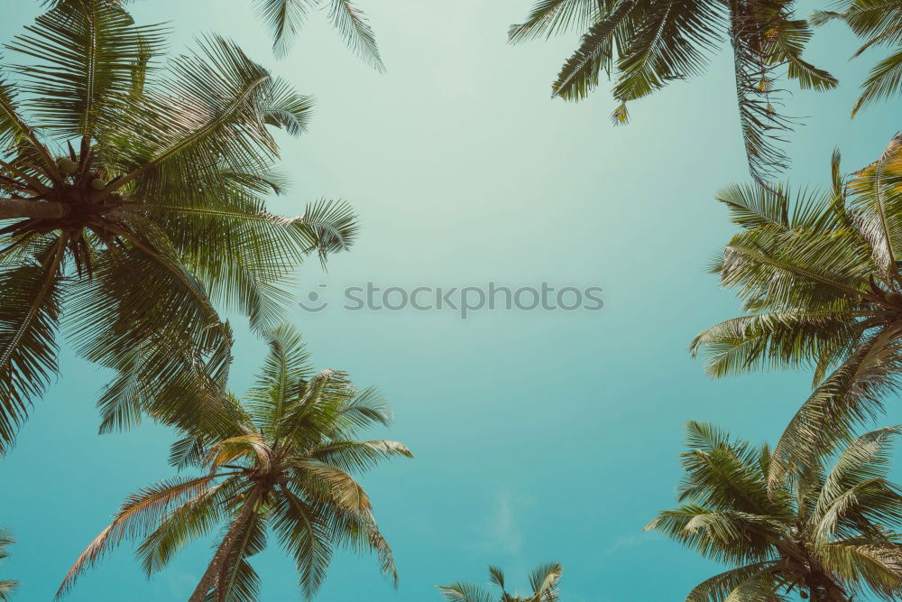 Similar – Image, Stock Photo palm sky Palm tree Summer