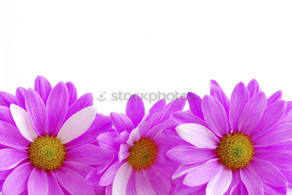 Similar – Image, Stock Photo Three Purple Cosmea flowers against neutral background