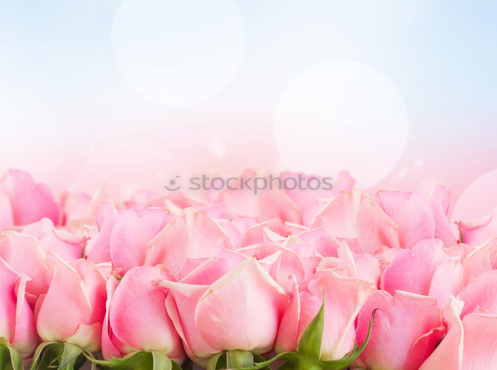 Image, Stock Photo Pink spring tulips Style